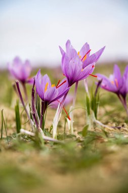 Yerde safran bitkisi, tarlada Crocus sativus çiçeği, yakın görüş. Kozani Yunanistan 'da hasat mevsimi