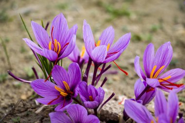 Tarlada safran çiçekleri. Crocus sativus yerde çiçek açan mor bitki, yakın görüş. Hasat toplama sezonu
