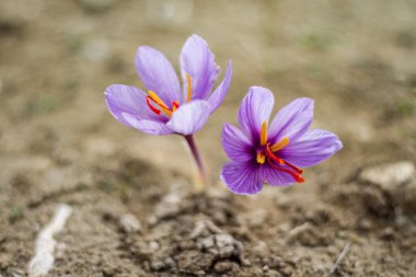 Tarlada safran çiçekleri. Crocus sativus yerde çiçek açan mor bitki, yakın görüş. Hasat toplama sezonu