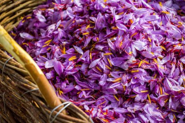 Safran çiçeği arka planı. Hasat toplama sezonu. Crocus sativus mor yaprakları ve sarı turuncu pudingler sepette, yakın çekim görüntüsü