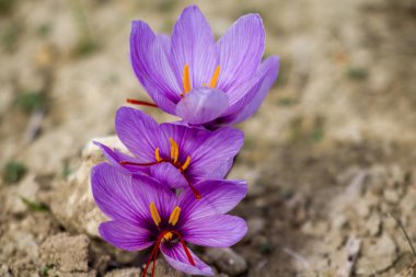 Tarlada safran çiçekleri. Crocus sativus yerde çiçek açan mor bitki, yakın görüş. Hasat toplama sezonu