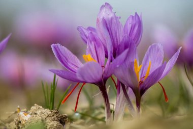 Tarlada safran çiçekleri. Crocus sativus yerde çiçek açan mor bitki, yakın görüş. Hasat toplama sezonu