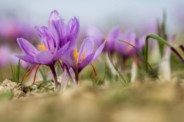 Tarlada safran çiçekleri. Crocus sativus yerde çiçek açan mor bitki, yakın görüş. Hasat toplama sezonu