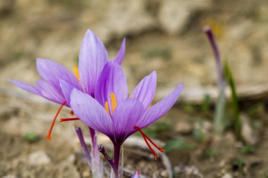 Tarlada safran çiçekleri. Crocus sativus yerde çiçek açan mor bitki, yakın görüş. Hasat toplama sezonu