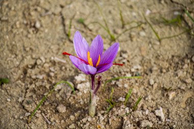 Tarlada safran çiçekleri. Crocus sativus bitkisi yerde, yakın görüş. Kozani Yunanistan 'da hasat mevsimi