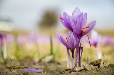 Tarlada safran çiçekleri. Crocus sativus yerde çiçek açan mor bitki, yakın görüş. Hasat toplama sezonu