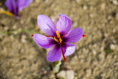 Tarlada safran çiçekleri. Crocus sativus yerde çiçek açan mor bitki, yakın görüş. Hasat toplama sezonu