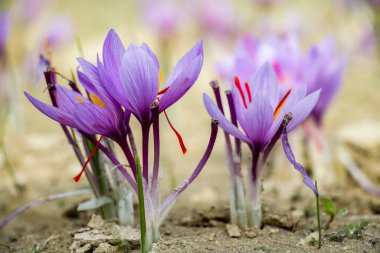 Tarlada safran çiçekleri. Crocus sativus bitkisi yerde, yakın görüş. Kozani Yunanistan 'da hasat mevsimi