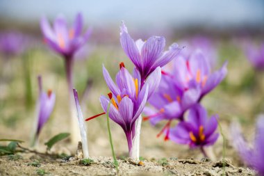 Tarlada safran çiçekleri. Crocus sativus yerde çiçek açan mor bitki, yakın görüş. Hasat toplama sezonu