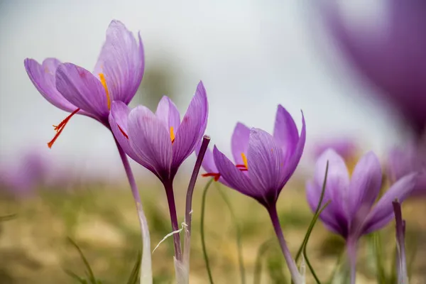 Šafránové Květy Hřišti Crocus Sativus Kvetoucí Fialová Rostlina Zemi Detailní — Stock fotografie