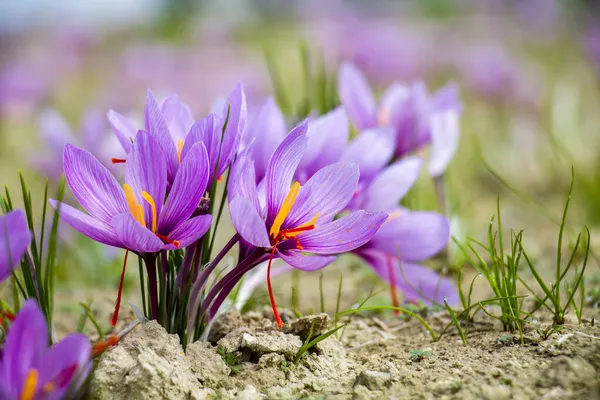 Saffron Rostlina Zemi Crocus Sativus Květiny Poli Detailní Pohled Období — Stock fotografie