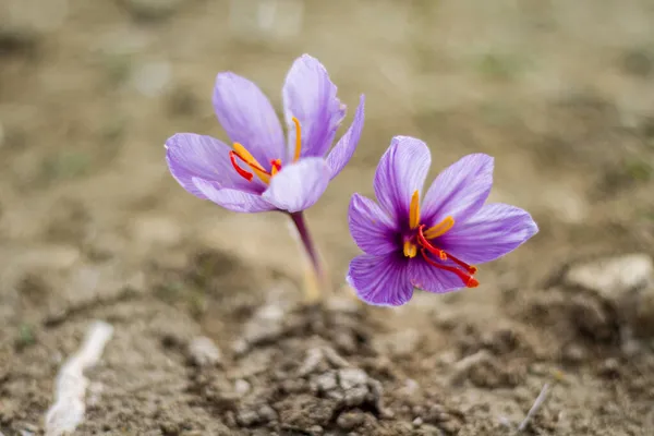 Kwiaty Szafranu Polu Crocus Sativus Kwitnąca Purpurowa Roślina Ziemi Widok — Zdjęcie stockowe