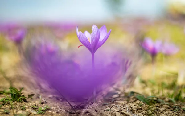 Λουλούδια Σαφράν Στο Γήπεδο Crocus Sativus Ανθίζει Μοβ Φυτό Στο — Φωτογραφία Αρχείου