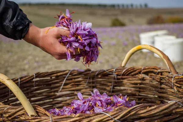 Saffron Crocus hasadı. Hasır sepetin üzerinde mor taç yaprakları, Crocus sativus çiçek toplama mevsimi, yakın çekim manzarası.