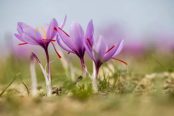 Kwiaty Szafranu Polu Crocus Sativus Kwitnąca Purpurowa Roślina Ziemi Widok — Zdjęcie stockowe