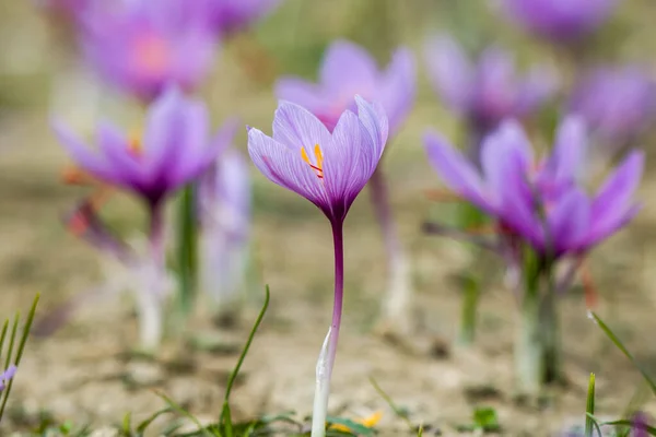 Saffran Blommor Fältet Crocus Sativus Blommar Lila Växt Marken Närbild — Stockfoto