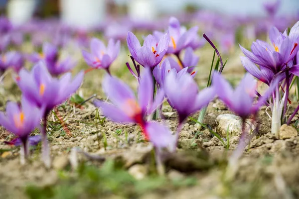 Saffran Blommor Fältet Crocus Sativus Växt Marken Närbild Skördeperiod Kozani — Stockfoto