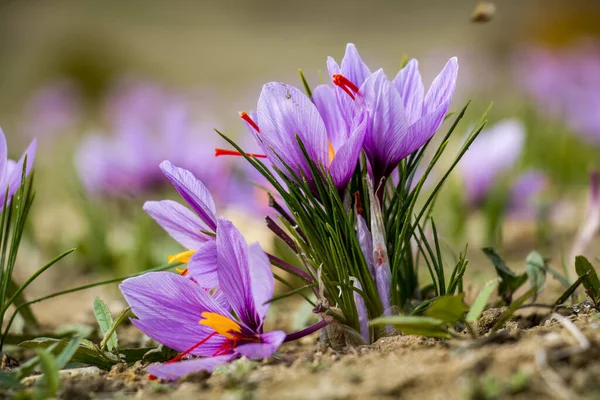 Šafránové Květy Hřišti Crocus Sativus Rostlina Zemi Detailní Pohled Období — Stock fotografie