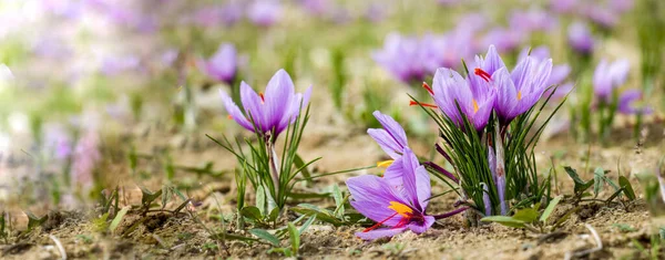 Tarlada safran çiçekleri. Crocus sativus yerde çiçek açan mor bitki, yakın görüş. Hasat toplama sezonu