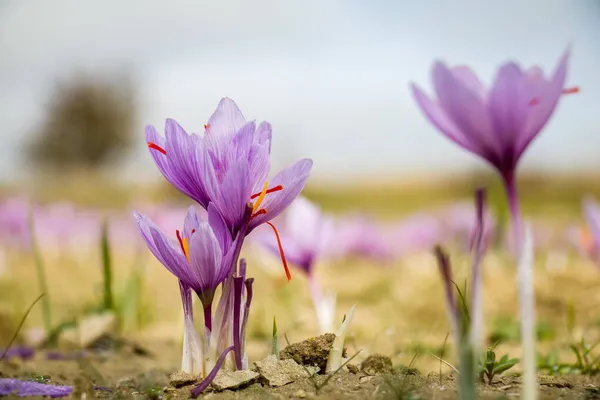 Šafránové Květy Hřišti Crocus Sativus Rostlina Zemi Detailní Pohled Období — Stock fotografie