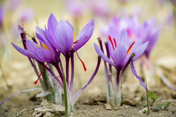 Šafránové Květy Hřišti Crocus Sativus Rostlina Zemi Detailní Pohled Období — Stock fotografie