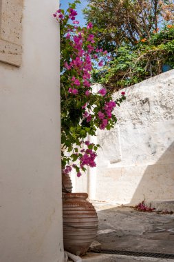 Beyazlatılmış duvar arkaplanındaki amforda kırmızı çiçek açan bougainvillea. Yunan ada evi tipik dış dekorasyon, Chora köyü Yunanistan.