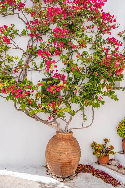 白い壁の背景にアンフォラの赤い開花ブーゲンビリア ギリシャの島の家典型的な外観の装飾 コラ村ギリシャ — ストック写真