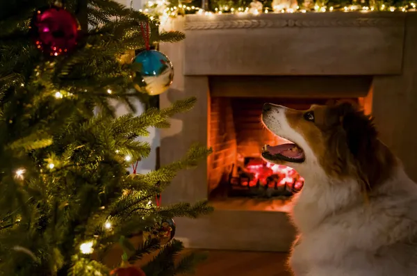 Cane Albero Natale Camino Ardente Natale Caldo Accogliente Sfondo Casa — Foto Stock