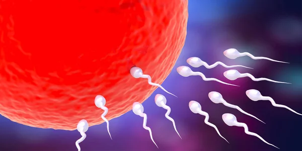 Sperm Egg Cell Male Spermatozoa Moving Female Ovum Insemination Fertilization — Stock Photo, Image