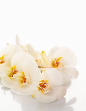 Beyaz arka planda çiçek açan Phalaenopsis Orkide Güvesi Dendrobium Orkidea dalı. Orhid bitki, düğün hediyesi aşk sembolü. Taze, zarif, egzotik çiçek spa aromaterapisi. Dikey, kopyalanmış boşluk
