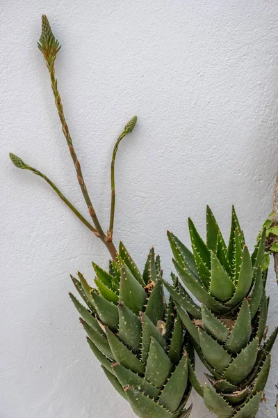 Kaktus Zielona Kwitnąca Tropikalna Soczysta Roślina Ostrymi Cierniami Białym Tle — Zdjęcie stockowe