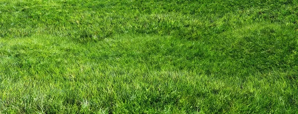 Grönt Gräs Fält Bakgrund Färska Växt Natur Miljö Våren Dag — Stockfoto