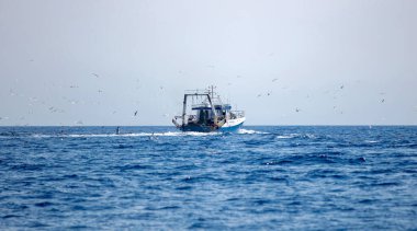 Ege dalgalı denizinde balıkçı teknesi yelken açıyor. Martı sürüsü yiyecek arayan bir balıkçı teknesini takip ediyor, mavi gökyüzü arka planı. Cyclades Yunanistan.
