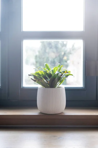 White Ceramic Flower Pot Wooden Window Sill Blur Glass Pane — Stock Photo, Image