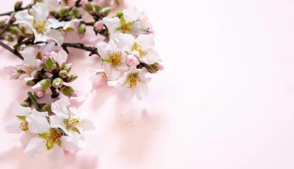 春のピンクの花の背景 アーモンドの木の枝を閉じると 自然の果樹園の花を咲かせます イースターシーズン コピースペース — ストック写真