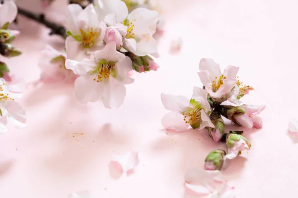 Blühende Mandelbäume Zweig Natur Flach Lag Obstgarten Blume Frühling Rosa — Stockfoto