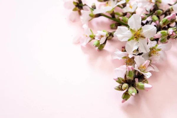 アーモンドの木の枝自然フラットレイ 果樹園の花を咲かせます 春のピンクの花の背景 イースターシーズン春 — ストック写真