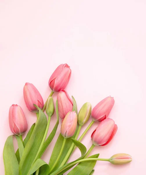 Tulipa Flor Cacho Cor Pastel Fundo Rosa Mulher Presente Celebração — Fotografia de Stock