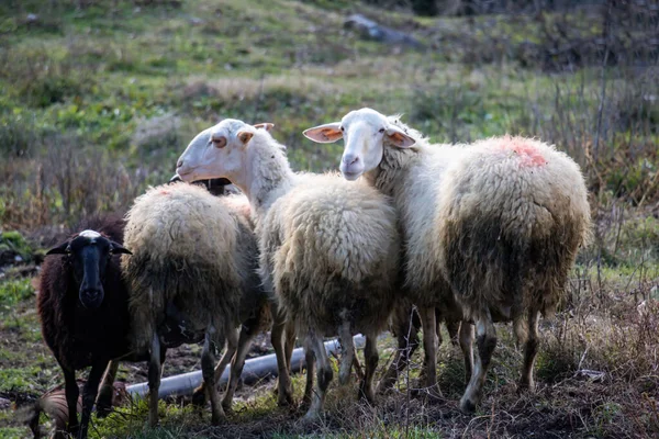一群羊在牧场上 有四只反刍动物 在草场上有厚厚的绒毛 羔羊和母羊的农场 两个人看着相机 — 图库照片