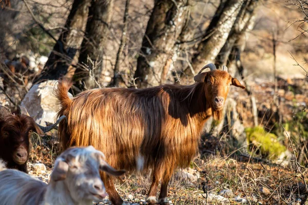 比利山羊 一群山羊在草场 两只反刍动物带着后弯的角和胡子看着摄像机 大自然的背景 — 图库照片