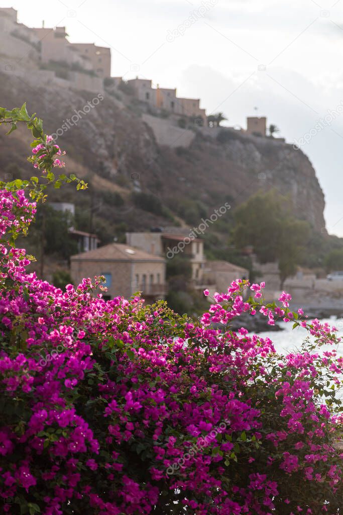 Greece. Limeni village, destination Mani Lakonia. View of blur Peloponnese village with stone building, over blooming pink flower bougainvillea climbing plant. Vertical