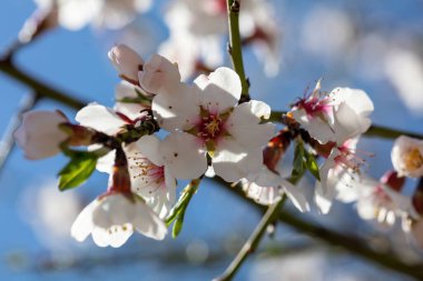 Bahar mevsimi çiçekleri, Badem ağacı çiçekleri, meyve ağacı çiçekleri. mavi gökyüzü arkaplanı, yakın görünüm, güneşli de