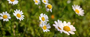 Papatya çiçeği. Beyaz sarı çiçek, yakın görüş, bulanık yeşil çimen arka plan, bahar mevsimi, doğa çiçek