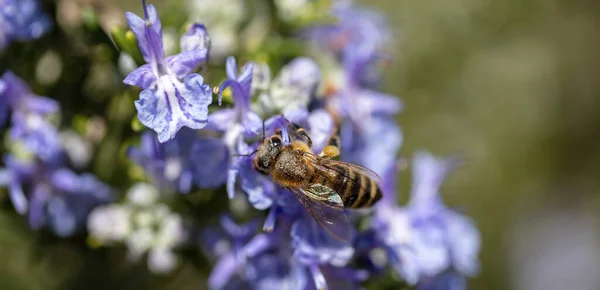 Pszczoła Miodowa Niebieskim Purpurowym Kwiatku Pszczoła Zbierać Nektar Kwiatu Rozmarynu — Zdjęcie stockowe