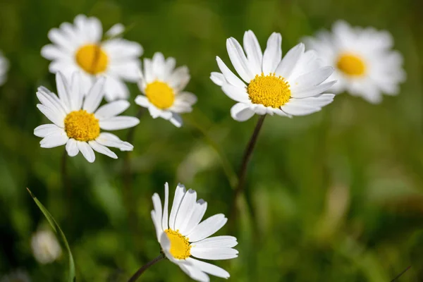 Daisy wild flower. White yellow blossom close up view, blur green grass background, Spring season, nature bloom