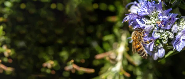 迷迭香花上的蜜蜂 迷迭香粉授粉 蜜蜂采摘蓝紫色花朵中的花蜜 相亲相爱 — 图库照片