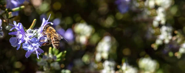 Pszczoła Miodowa Kwiatku Rozmarynu Rosmarinus Officinalis Zapylanie Pszczoła Miodna Zbierać — Zdjęcie stockowe
