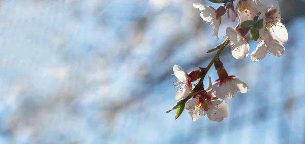 Kwitną Drzewa Migdałowe Kwiat Drzewa Sadowego Niebieskie Niebo Tło Widok — Zdjęcie stockowe