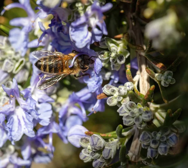 Pszczoła Miodowa Kwiatku Rozmarynu Rosmarinus Officinalis Zapylanie Pszczoła Miodna Zbierać — Zdjęcie stockowe