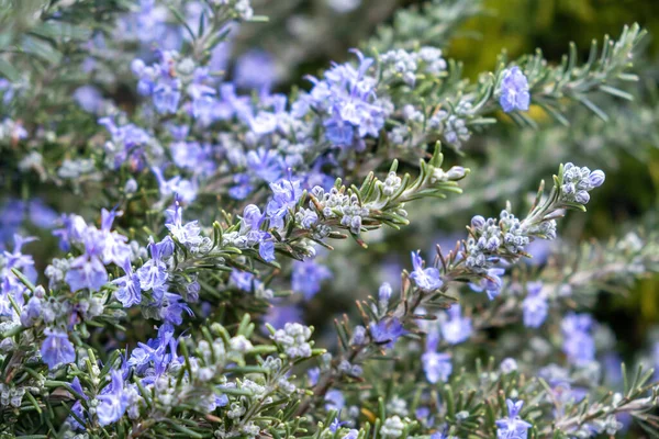 Rosemary Kwitnące Tło Krzewu Świeże Rosmarinus Officinalis Niebieski Purpurowy Kwiat — Zdjęcie stockowe